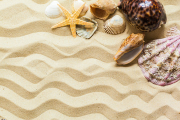  Seashells on the beach sand