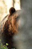 brown bear behind a tree
