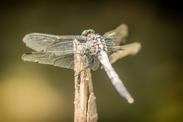 Dragonfly