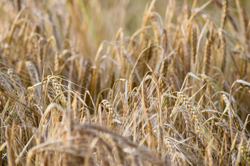 Rye Barley cornfield