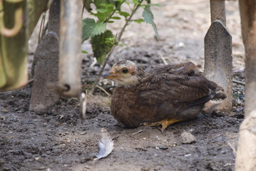 little chick hiding under farm machine