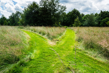Two footpaths crossing on wild grass field in summer in UK countryside