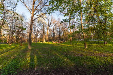 Park in evening sunlight