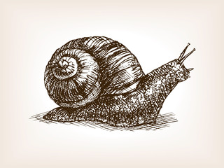 Snail hand drawn sketch vector
