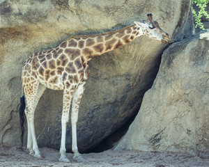 young giraffe in the shade of a large rock