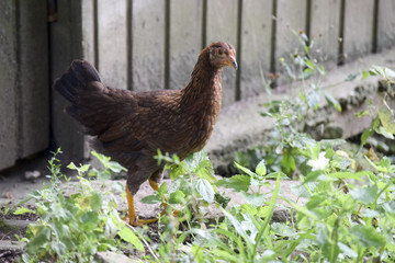small cockerel on the farm
