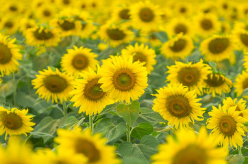 Obraz premium Beautiful sunflower