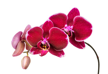 Red orchid on white background - Powered by Adobe