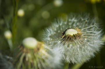 dandelions