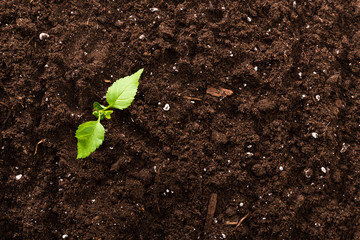 Seedling green plant surface top view textured background