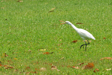 Cattle Egret ( Bubulcus ibis)
