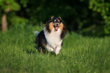 Fototapeta na wymiar happy sheltie dog running outdoors