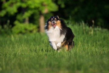 happy sheltie dog running on a field