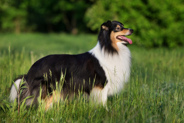tricolor sheltie dog posing outdoors in summer