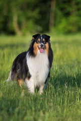adorable sheltie dog standing outdoors