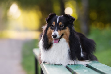 tricolor sheltie dog lying down on a bench