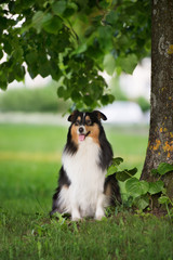 sheltie dog sitting under a tree