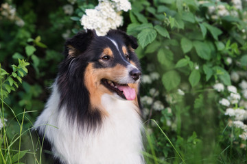 tricolor sheltie dog portrait outdoors in summer