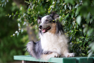 sheltie dog posing on a bench