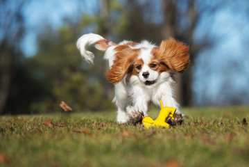 happy dog playing with a toy outdoors