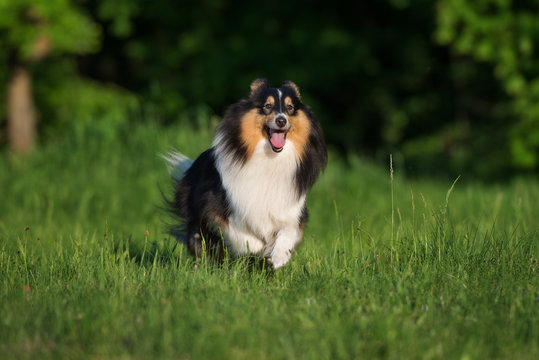 happy sheltie dog running outdoors