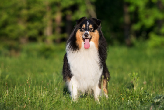 tricolor sheltie dog standing outdoors in summer