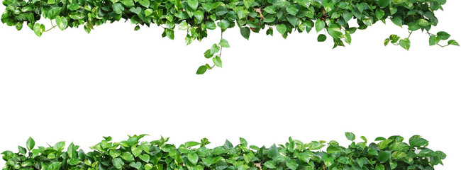 Heart shaped green leaves vine plant, devil's ivy or golden pothos nature frame layout isolated on white background with clipping path. - obrazy, fototapety, plakaty