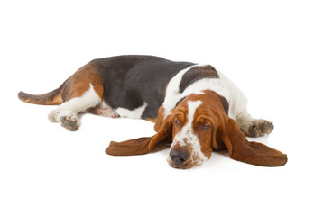 Basset Hound dog sleeping