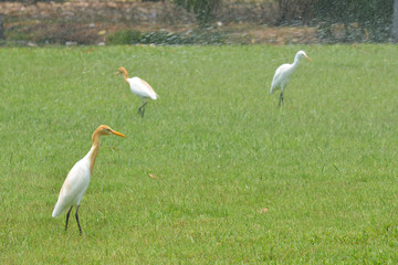 Obraz premium Cattle Egret ( Bubulcus ibis)