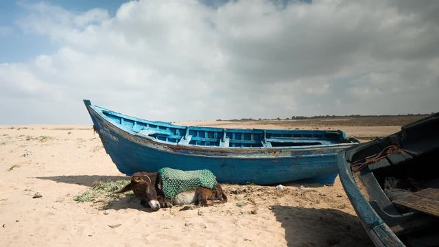 a small donkey beside boats