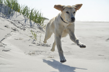 young labrador running on the beach
