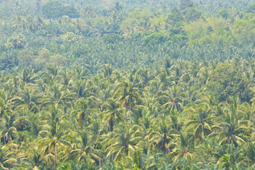 Fototapeta na wymiar coconut garden or palm field