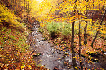 River in autumn colors forest