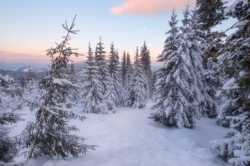 Snowy trees at the winter mountain hills
