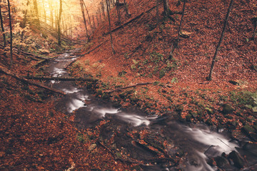 River in autumn colors forest