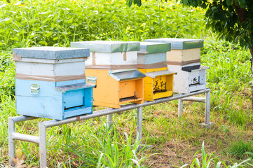 Honey bees swarming and flying around their beehive