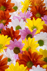 The background image of the colorful chrysanthemum flowers