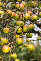 Apple trees in an orchard, with  apples ready for harvest
