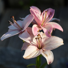 pink  lily flower in garden