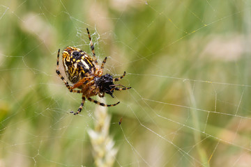 Aculepeira ceropegia. Araña de hoja de roble, Araña orbitela acuminada, alimentándose.