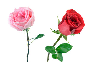 Red and pink roses