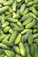 a lot of young cucumbers as background