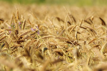 Fototapeta premium detail of golden wheat field