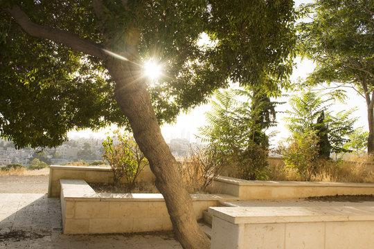 Sunlight between tree leaves in Amman city