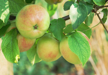 fresh juicy apples on brunch