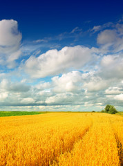 Fototapeta premium Wheat field against a blue sky