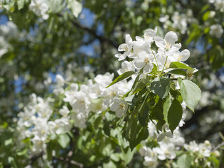 Fototapeta premium cherry blossom spring