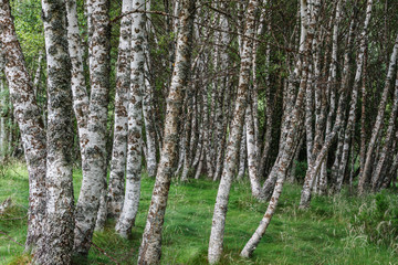 Obraz premium Troncos de Abedul pubescente. Betula pubescens.