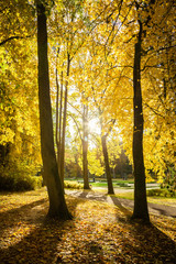 autumn alley in the park