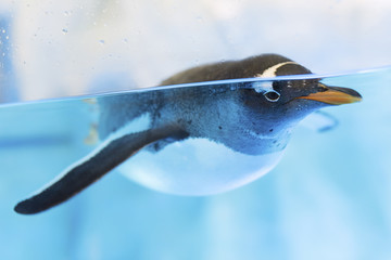 Fototapeta premium Swimming Penguin